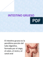 intestino_grueso