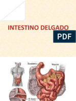 intestino_delgado[1][1]