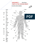 24 Parts of The Human Body: Worksheet 1