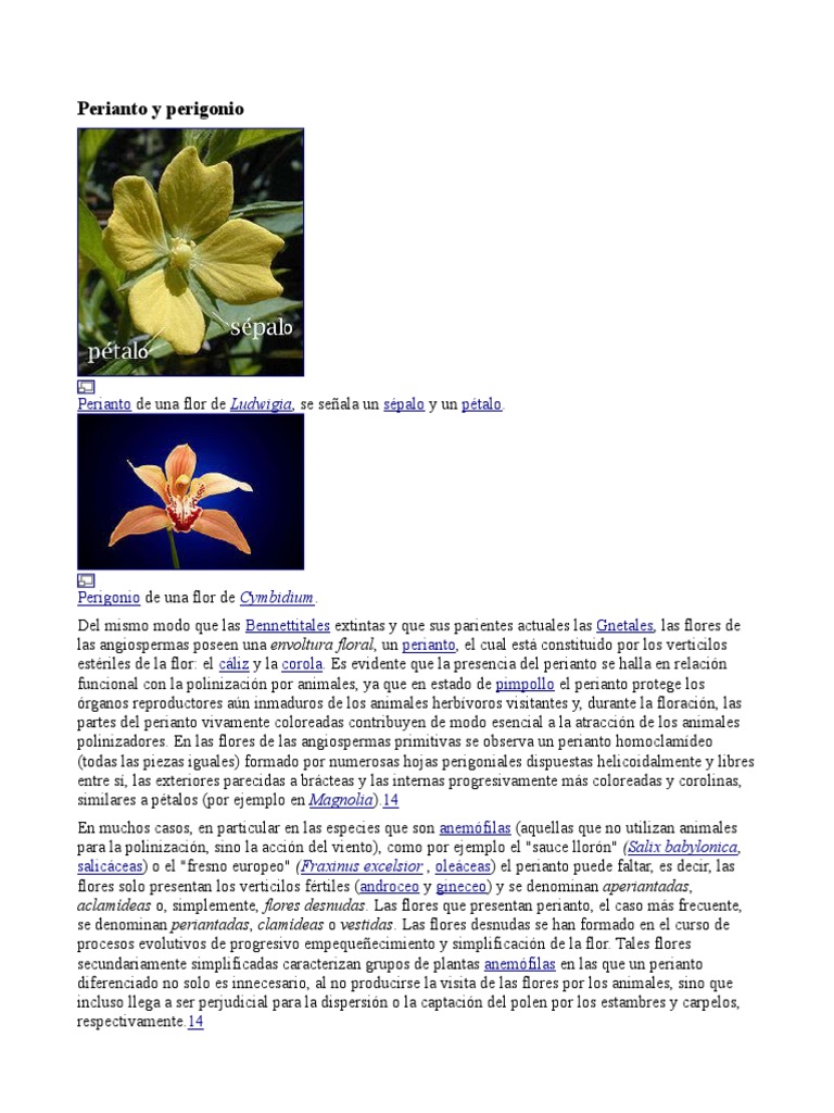 Perianto y Perigonio PDF | PDF | Flores | Ramas de la botánica