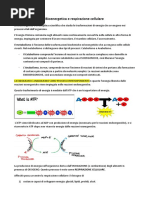 metabolismo energetico