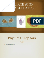 Ciliate and Flagellates