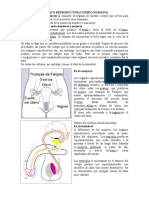 Aparato Reproductor (Cuerpo Humano)