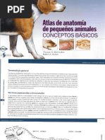 Anatomía Veterinaria 4ed Dyce Pdf