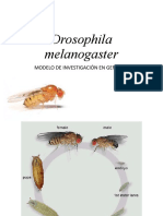 Mutaciones Drosophila Melanogaster