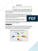 Las proteínas: formación, estructura y funciones en