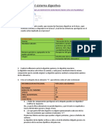 Actividades Del Sistema Digestivo