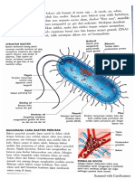 Bakteri.pdf