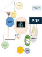Mapa Mental Sistema Nervioso