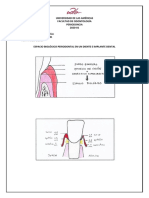 Espacio Biológico Periodontal en Un Diente e Implante Dental