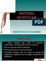 Completo SISTEMA MUSCULAR UDO