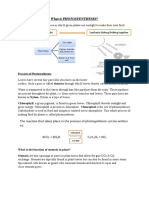 What Is Photosyenthesis?: Photo Means Light Synthesis Making/Putting Together