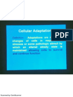 Cellular Adaptation PDF