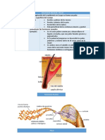 Foliculos Pilosos y Pelo