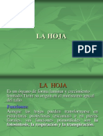 Morfología de La Hoja PDF