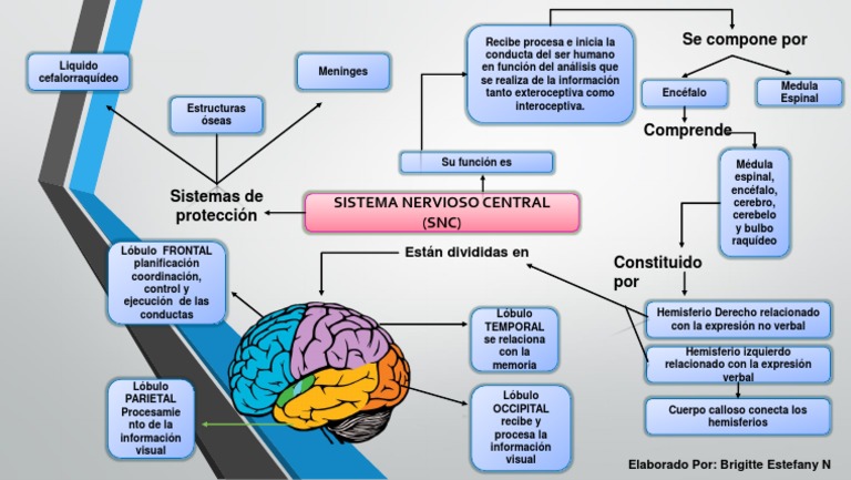Mapa Mental Escenario 4 | PDF | Sistema nervioso central | Hemisferio  cerebral