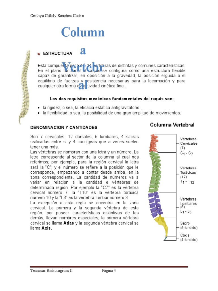 Anatomía y Funciones de la Columna Vertebral | PDF | La columna ...