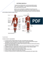 Sistema muscula.docx