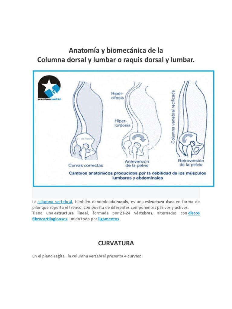Biomecánica de la Columna Vertebral | PDF | La columna vertebral | Vértebra