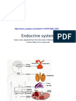 Endocrine System Glands