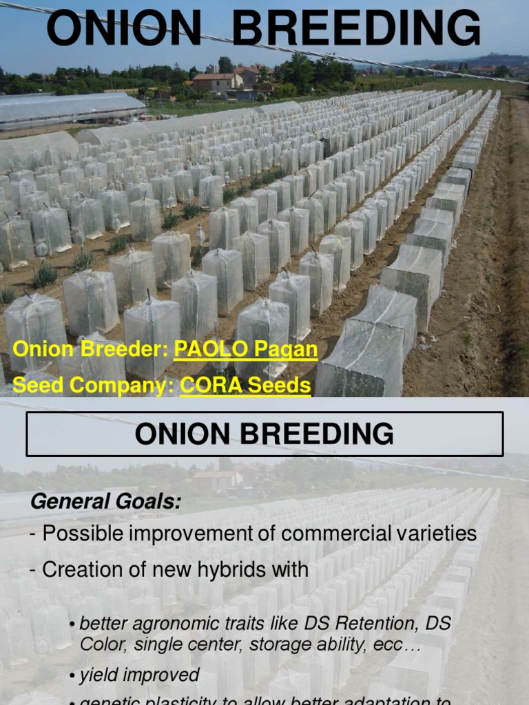 Advancements in Onion Breeding Methods | PDF | Plant Breeding | Onion