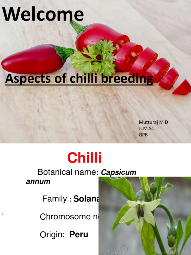 Chilli Breeding and Varieties Overview | PDF | Chili Pepper | Capsicum
