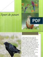Tipuri-de-Pasari-Prezentare-PowerPoint.pptx