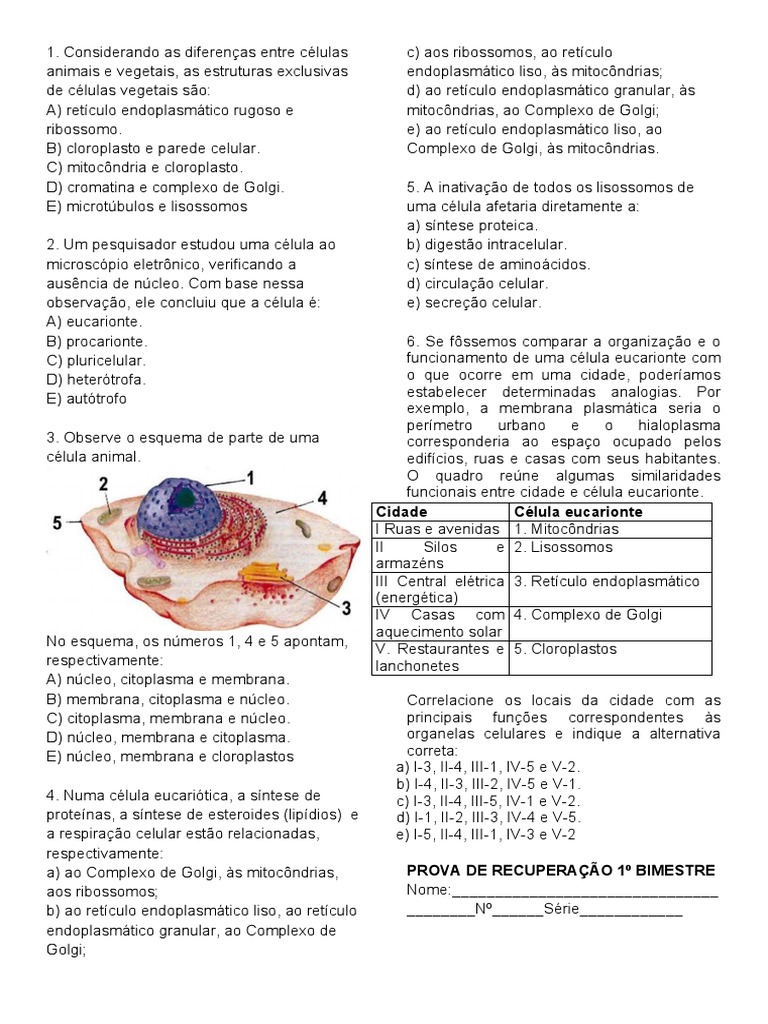 Recuperação 1º 1º Bimestre | PDF | Citoplasma | Célula (Biologia), image size:768x1024