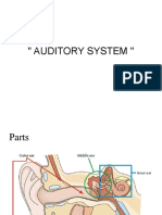 Auditory System