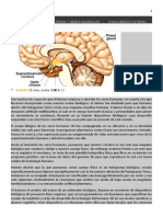 Como Activar La Glandula Pineal y Demas Glandulas