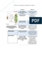 Esquema de Diferencias y Semejanzas Entre Cloroplastos y Mitocondrias