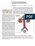 Sistema urinario: funciones de los riñones, uréteres, vejiga y uretra