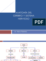 2.-Anatomia y Fisiologia Del Cerebro y Sistema Nervioso PDF