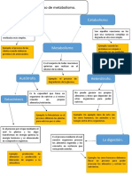 Tipos metabolismo