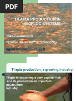 Tilapia Production in Biofloc Systems PDF