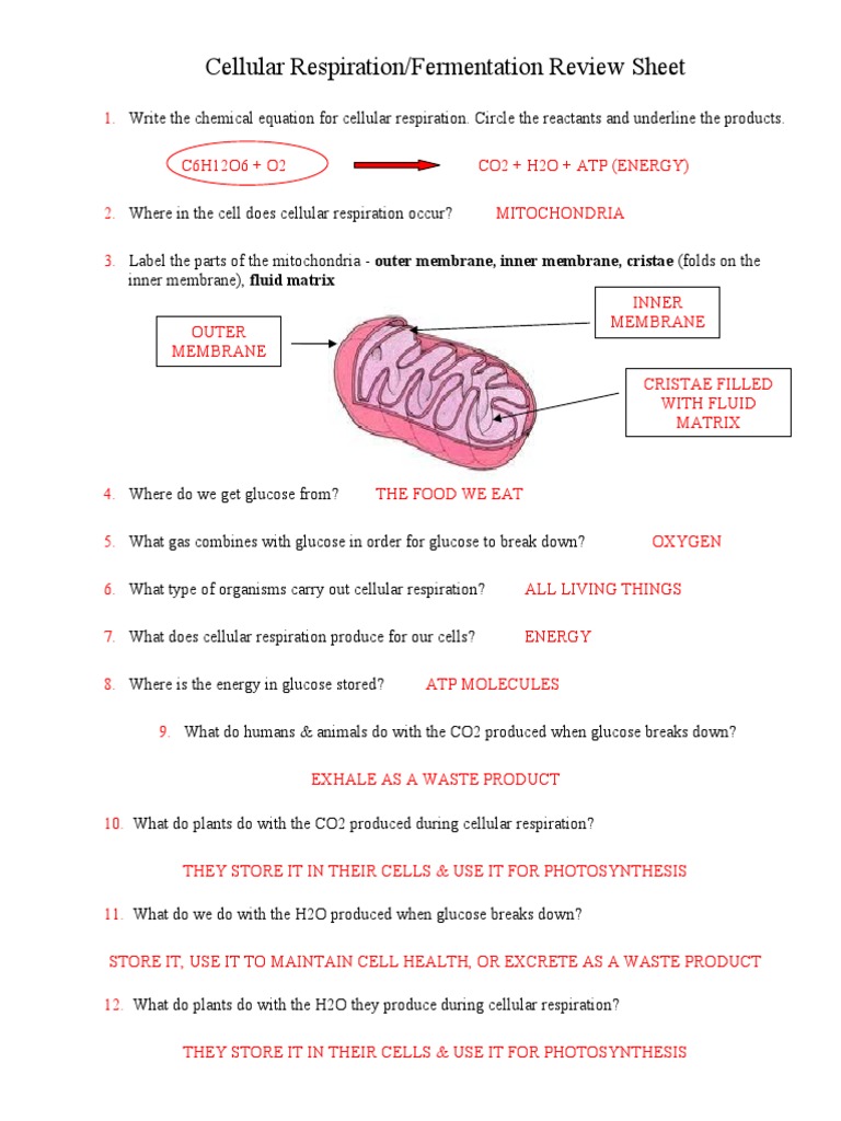 cellular-respiration-fermentation-review-worksheet-pdf-cellular-respiration-fermentation