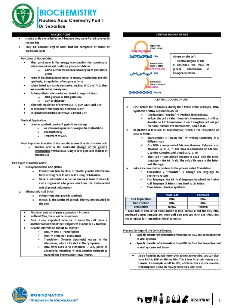 Nucleic Acid Chemistry Overview | PDF | Nucleotides | Dna