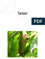 Tarsier