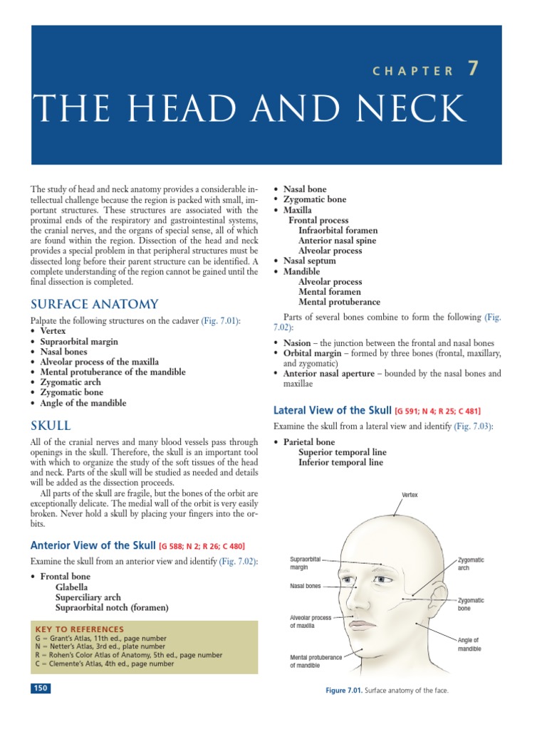 Head and Neck Anatomy Overview | PDF | Skull | Lip
