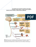 divisiones anatómicas del sistema nervioso.