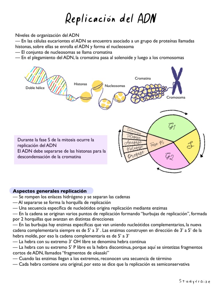 Organización y Replicación del ADN | PDF | Rna | Replicación De Adn