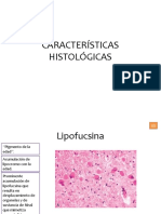 Características Histológicas