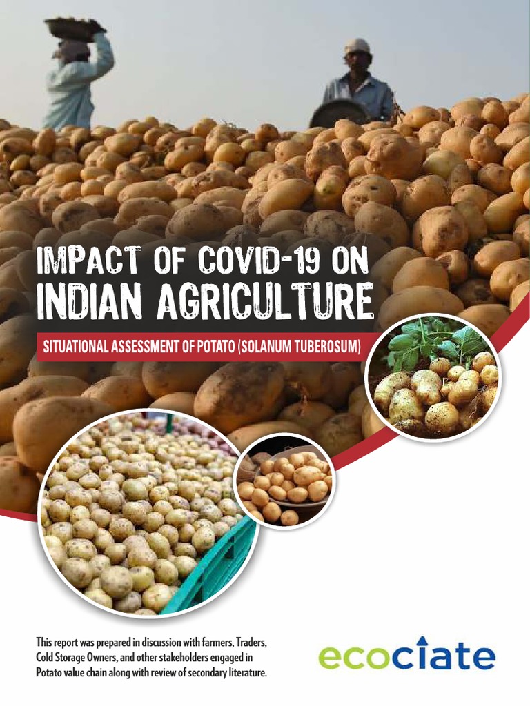 Covid19 Impact On Potato PDF | PDF | Potato | Agriculture