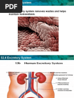 Tuberculosis Tb Pathophysiology Schematic Diagram Pdf