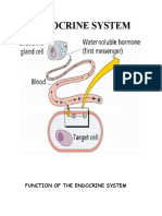 Function of The Endocrine System