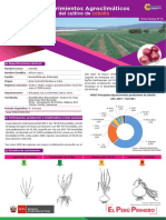 Ficha Tecnica17 Cultivo Cebolla PDF
