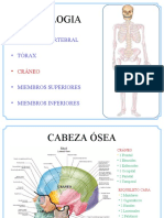 Osteologia Cabeza