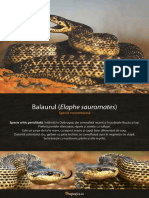 Balaur.pdf