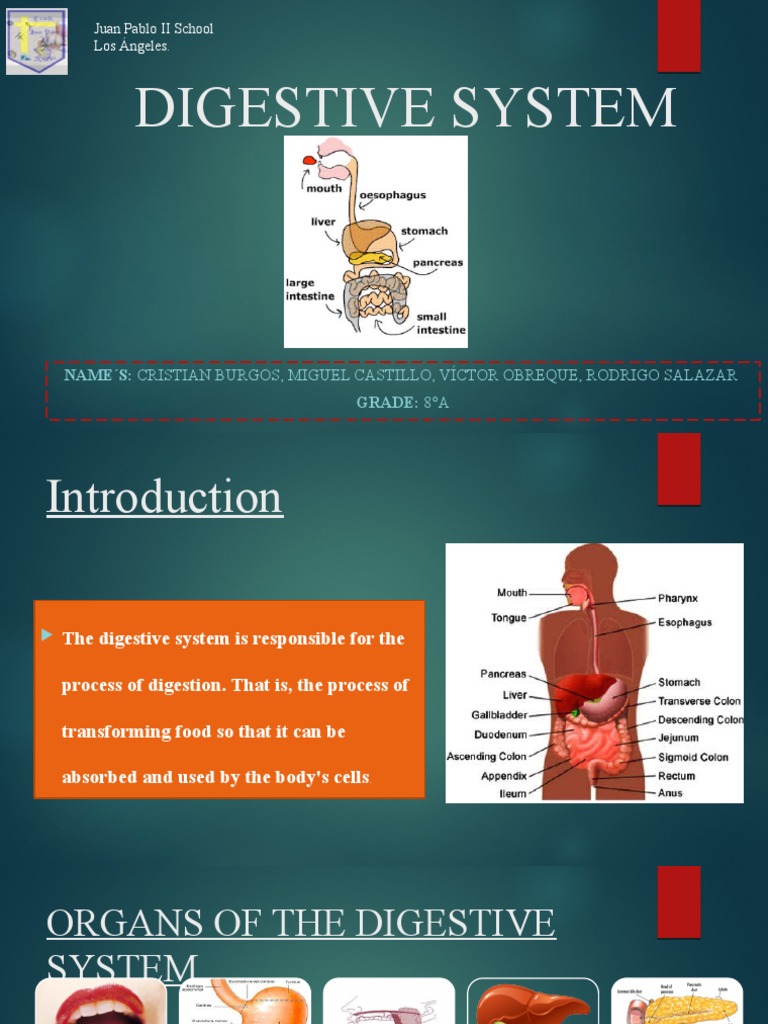 Digestive System Juan Pablo II School Los Ángeles PDF