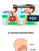 El Sistema Respiratorio Imagen